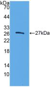 CELA3B / ELA3B Antibody - Western Blot; Sample: Recombinant ELA3B, Human.