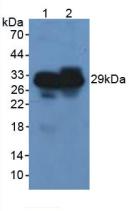 CELA3B / ELA3B Antibody - Western Blot; Sample: Lane1: Rat Pancreas Tissue; Lane2: Mouse Pancreas Tissue.