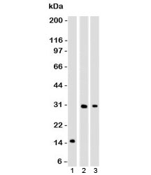 CELA3B / ELA3B Antibody - Western blot of 1) partial recombinant protein, 2) Panc-28 and 3) PANC1 cell lysate using CELA3B antibody (ELTS3B-1). Predicted molecular weight ~29 kDa.  This image was taken for the unmodified form of this product. Other forms have not been tested.