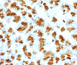 CELA3B / ELA3B Antibody - IHC testing of FFPE rat pancreas with Elastase 3B antibody (clone ELTS3B-2).  This image was taken for the unmodified form of this product. Other forms have not been tested.