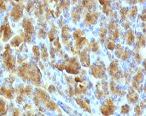 CELA3B / ELA3B Antibody - IHC testing of FFPE mouse pancreas with Elastase 3B antibody (clone ELTS3B-2).  This image was taken for the unmodified form of this product. Other forms have not been tested.