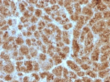 CELA3B / ELA3B Antibody - IHC testing of FFPE human pancreas with Elastase 3B antibody (clone CELA3B/1257). Required HIER: boil tissue sections in 10mM Tris with 1mM EDTA, pH 9, for 10-20 min followed by cooling at RT for 20 min.