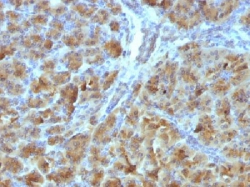 CELA3B / ELA3B Antibody - IHC testing of FFPE mouse pancreas with Elastase 3B antibody (clone CELA3B/1257). Required HIER: boil tissue sections in 10mM Tris with 1mM EDTA, pH 9, for 10-20 min followed by cooling at RT for 20 min.