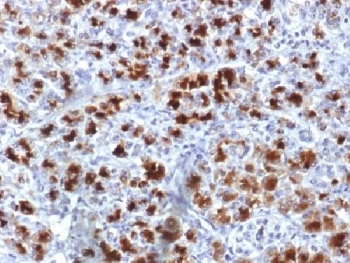 CELA3B / ELA3B Antibody - IHC testing of human pancreas with CELA3B antibody (clone CELA3B/1757). Required HIER: boil tissue sections in 10mM Tris with 1mM EDTA, pH 9, for 10-20 min followed by cooling at RT for 20 min.