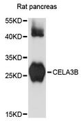 CELA3B / ELA3B Antibody - Western blot analysis of extracts of rat pancreas, using CELA3B antibody at 1:3000 dilution. The secondary antibody used was an HRP Goat Anti-Rabbit IgG (H+L) at 1:10000 dilution. Lysates were loaded 25ug per lane and 3% nonfat dry milk in TBST was used for blocking. An ECL Kit was used for detection and the exposure time was 90s.