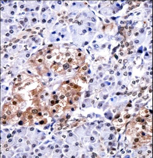 CELF1 / CUGBP1 Antibody - CUGBP1 Antibody immunohistochemistry of formalin-fixed and paraffin-embedded human pancreas tissue followed by peroxidase-conjugated secondary antibody and DAB staining.