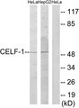 CELF1 / CUGBP1 Antibody - Western blot analysis of lysates from HeLa and HepG2 cells, using CELF-1 Antibody. The lane on the right is blocked with the synthesized peptide.