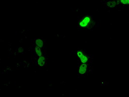 CELF1 / CUGBP1 Antibody - Anti-CUGBP1 mouse monoclonal antibody  immunofluorescent staining of COS7 cells transiently transfected by pCMV6-ENTRY CUGBP1.