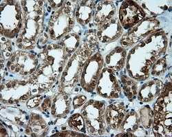 CELF1 / CUGBP1 Antibody - IHC of paraffin-embedded Kidney tissue using anti-CUGBP1 mouse monoclonal antibody. (Dilution 1:50).