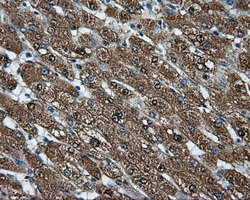 CELF1 / CUGBP1 Antibody - IHC of paraffin-embedded liver tissue using anti-CUGBP1 mouse monoclonal antibody. (Dilution 1:50).