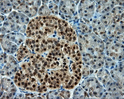 CELF1 / CUGBP1 Antibody - IHC of paraffin-embedded pancreas tissue using anti-CUGBP1 mouse monoclonal antibody. (Dilution 1:50).