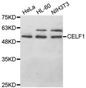 CELF1 / CUGBP1 Antibody - Western blot analysis of extracts of various cell lines.