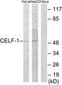 CELF1 / CUGBP1 Antibody - Western blot analysis of extracts from HeLa cells and HepG2 cells, using CELF-1 antibody.