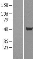 CELF1 / CUGBP1 Protein - Western validation with an anti-DDK antibody * L: Control HEK293 lysate R: Over-expression lysate