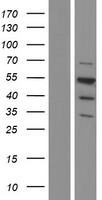 CELF1 / CUGBP1 Protein - Western validation with an anti-DDK antibody * L: Control HEK293 lysate R: Over-expression lysate