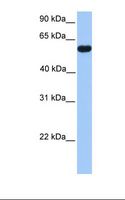 CELF2 / CUGBP2 Antibody - Placenta lysate. Antibody concentration: 1.0 ug/ml. Gel concentration: 12%.  This image was taken for the unconjugated form of this product. Other forms have not been tested.