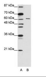 CELF2 / CUGBP2 Antibody - A: Marker, B: Jurkat Cell Lysate.  This image was taken for the unconjugated form of this product. Other forms have not been tested.