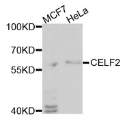 CELF2 / CUGBP2 Antibody - Western blot analysis of extracts of various cells.
