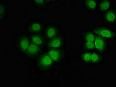 CELF2 / CUGBP2 Antibody - Immunofluorescent analysis of A549 cells diluted at 1:100 and Alexa Fluor 488-congugated AffiniPure Goat Anti-Rabbit IgG(H+L)