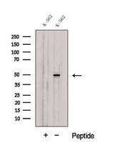 CELF2 / CUGBP2 Antibody - Western blot analysis of extracts of K562 cells using CUGBP2 antibody. The lane on the left was treated with blocking peptide.