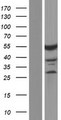 CELF2 / CUGBP2 Protein - Western validation with an anti-DDK antibody * L: Control HEK293 lysate R: Over-expression lysate