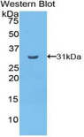 CELSR2 Antibody - Western blot of recombinant CELSR2.  This image was taken for the unconjugated form of this product. Other forms have not been tested.