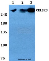 CELSR3 Antibody - Western blot of CELSR3 antibody at 1:500 dilution. Lane 1: HEK293T whole cell lysate. Lane 2: sp2/0 whole cell lysate. Lane 3: PC12 whole cell lysate.