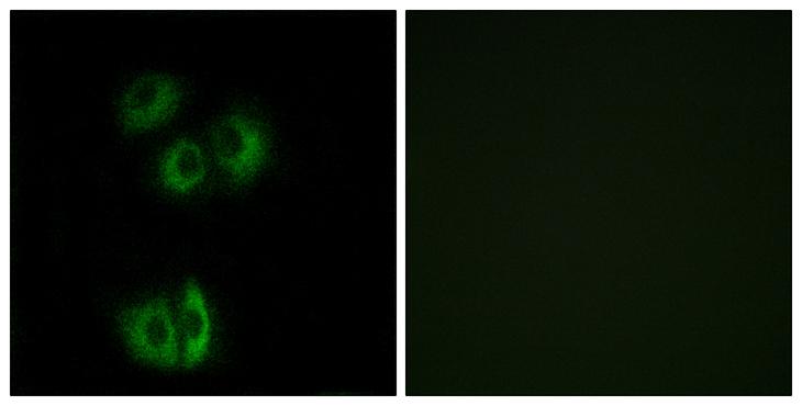 CELSR3 Antibody - Peptide - + Immunofluorescence analysis of A549 cells, using CELSR3 antibody.