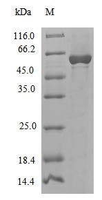 polC Protein - (Tris-Glycine gel) Discontinuous SDS-PAGE (reduced) with 5% enrichment gel and 15% separation gel.