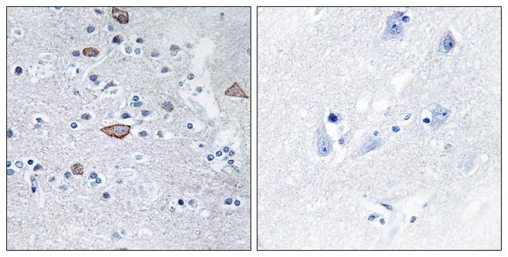 CEND1 Antibody - Peptide - + Immunohistochemistry analysis of paraffin-embedded human brain tissue using CEND antibody.
