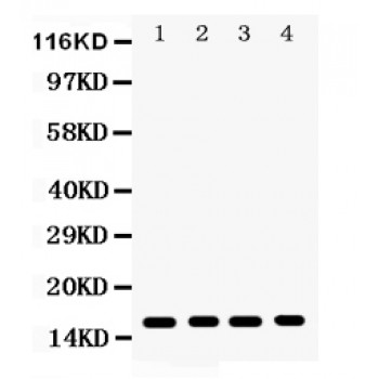 CENPA / CENP-A Antibody - CENPA antibody Western blot. All lanes: Anti CENPA at 0.5 ug/ml. Lane 1: Rat Liver Tissue Lysate at 50 ug. Lane 2: Rat Lung Tissue Lysate at 50 ug. Lane 3: Rat Pancreas Tissue Lysate at 50 ug. Lane 4: HELA Whole Cell Lysate at 40 ug. Predicted band size: 16 kD. Observed band size: 16 kD.