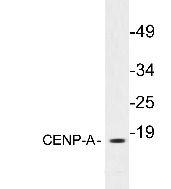 CENPA / CENP-A Antibody - Western blot analysis of lysates from 293 cells, using CENP-A antibody.