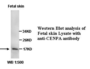 CENPA / CENP-A Antibody