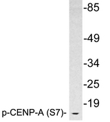 CENPA / CENP-A Antibody - Western blot analysis of lysates from HeLa cells, using phospho-CENP-A (Phospho-Ser7) antibody.