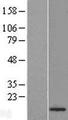 CENPA / CENP-A Protein - Western validation with an anti-DDK antibody * L: Control HEK293 lysate R: Over-expression lysate