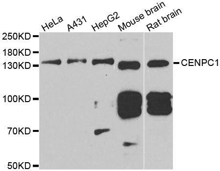CENPC / CENP-C Antibody - Western blot analysis of extracts of various cell lines.