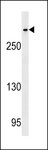 CENPE Antibody - CENPE Antibody western blot of HeLa cell line lysates (35 ug/lane). The CENPE antibody detected the CENPE protein (arrow).