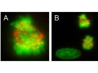 CENPE Antibody - Anti-CENPE Antibody - Immunofluorescence Microscopy. monoclonal anti-CENPE antibody was used to detect CENPE protein, visible as discrete nuclear dots on prometaphase and metaphase cells that relocate to the spindle midzone at anaphase (panel A). Interphase cells show no discrete staining (bottom left, panel B). HeLa cells were fixed in paraformaldehyde and stained using this primary antibody. Alexa Fluor 555 TM conjugated anti-Mouse antibody (red) was used for detection. DNA was stained using bis-benzimide (DAPI) (green). Personal Communication, Tim Yen, Fox Chase Cancer Center, Philadelphia, PA.