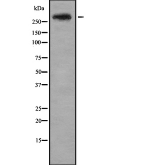 CENPE Antibody - Western blot analysis of CENPE using HepG2 whole cells lysates
