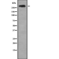 CENPE Antibody - Western blot analysis of CENPE using HepG2 whole cells lysates