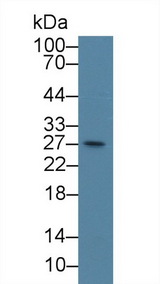 CENPH / CENP-H Antibody - Western Blot; Sample: Mouse RAW264.7 cell lysate; Primary Ab: 3µg/ml Rabbit Anti-Human CENPH Antibody Second Ab: 0.2µg/mL HRP-Linked Caprine Anti-Rabbit IgG Polyclonal Antibody