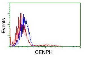 CENPH / CENP-H Antibody - HEK293T cells transfected with either overexpress plasmid (Red) or empty vector control plasmid (Blue) were immunostained by anti-CENPH antibody, and then analyzed by flow cytometry.
