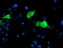 CENPH / CENP-H Antibody - Anti-CENPH mouse monoclonal antibody immunofluorescent staining of COS7 cells transiently transfected by pCMV6-ENTRY CENPH.