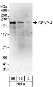 CENPJ / LAP Antibody - Detection of Human CENP-J by Western Blot. Samples: Whole cell lysate (5, 15 and 50 ug) from HeLa cells. Antibodies: Affinity purified rabbit anti-CENP-J antibody used for WB at 0.04 ug/ml. Detection: Chemiluminescence with an exposure time of 3 minutes.