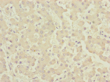 CENPK Antibody - Immunohistochemistry of paraffin-embedded human liver tissue at dilution of 1:100