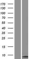 CENPM Protein - Western validation with an anti-DDK antibody * L: Control HEK293 lysate R: Over-expression lysate