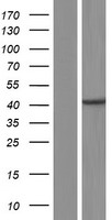 CENPN / CENP-N Protein - Western validation with an anti-DDK antibody * L: Control HEK293 lysate R: Over-expression lysate