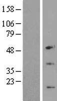 CENPW / C6orf173 Protein - Western validation with an anti-DDK antibody * L: Control HEK293 lysate R: Over-expression lysate