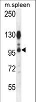 CENTB1 / ACAP1 Antibody - ACAP1 Antibody western blot of mouse spleen tissue lysates (35 ug/lane). The ACAP1 antibody detected the ACAP1 protein (arrow).
