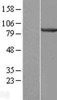 CENTB1 / ACAP1 Protein - Western validation with an anti-DDK antibody * L: Control HEK293 lysate R: Over-expression lysate